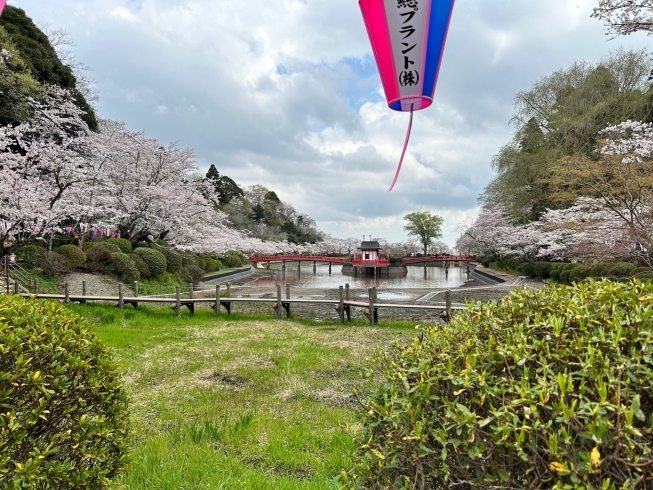 茂原公園は、今年もきれいです「【桜が咲きました】」