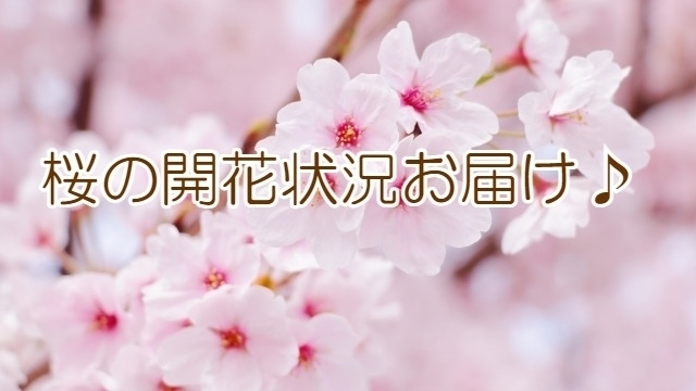 「桜の季節ですね！ まいぷれ松山編集部が桜の開花状況をお伝えします♪お花見に出かけませんか！」