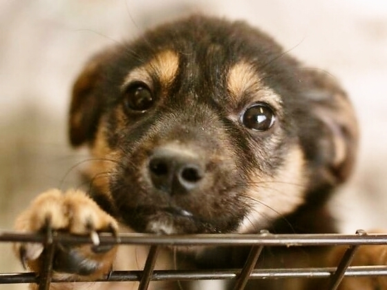 この写真の犬は譲渡犬ではありません。