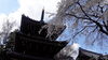 「船橋市桜スポットへ！今年はここでお花見しない？」