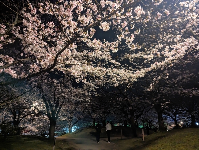 「【新居浜市 上原】広瀬公園の素敵な夜桜を見に行きました！（2023年3月29日）」