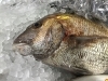 「魚魚市場鮮魚コーナーおすすめは「天然鯛・天然ヒラメ」です♪」