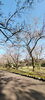 「3/28 桜開花情報【糸魚川 美山公園】」