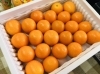完熟きんかん たまたまエクセレントのご紹介☆ | 黒木商店の