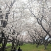 【西条市 吉田】吉田桜並木の桜が満開！おでんや焼鳥も販売中！（2023年3月30日）