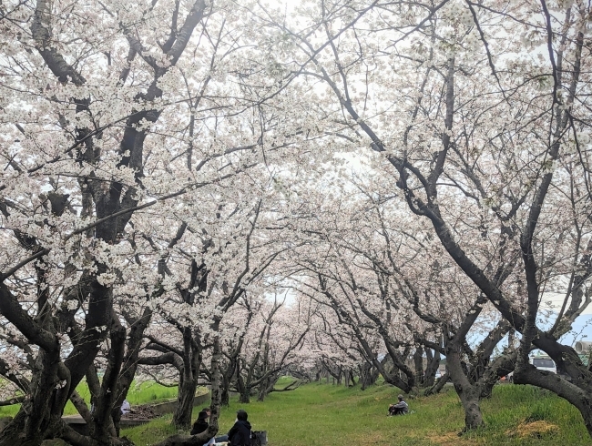 「【西条市 吉田】吉田桜並木の桜が満開！おでんや焼鳥も販売中！（2023年3月30日）」