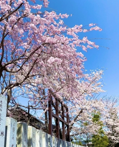 桜の季節(^-^)/暖かいですね～✨「お近所の桜満開です＼(^^)／《西京区　京都　桜　満開》」