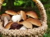 「きのこを食べよう」