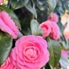 お花見日和*✲ﾟ*｡。斐川町　仏壇