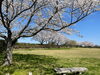 斎宮歴史博物館の桜「斎宮歴史博物館の桜」