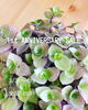 「1st ANNIVERSARY SALE」