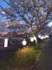 桜「夜桜の見学に、甲賀市のからあげ金と銀」