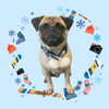 「Dog salon mofu mofu　余市町」