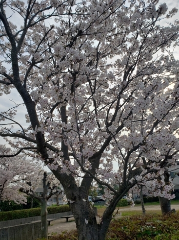 満開の桜「今日も」