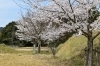 「～本日の桜情報～」