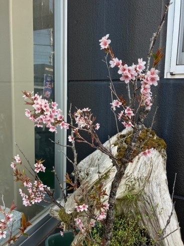 石光　玄関先の桜「神徒壇のご紹介」