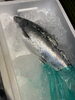 地物の春ます！鮮度バッチリです！「初登場！岩船港鮮魚センターです！」