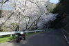 バイクと桜「島根町のチェリーロード」