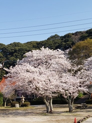 きれいな桜「今日は」