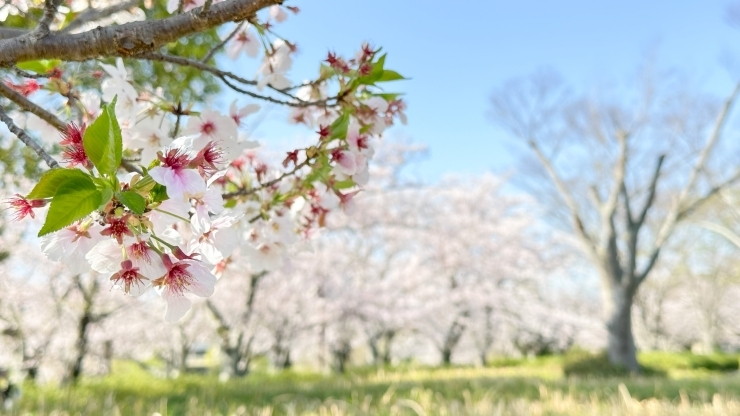 「向山緑地の桜が満開でした！　４月もよろしくお願いします。」
