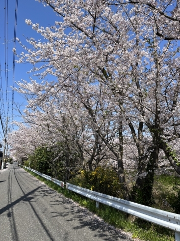 矢那川の桜「今日から花吹雪【ブラジル屋】」