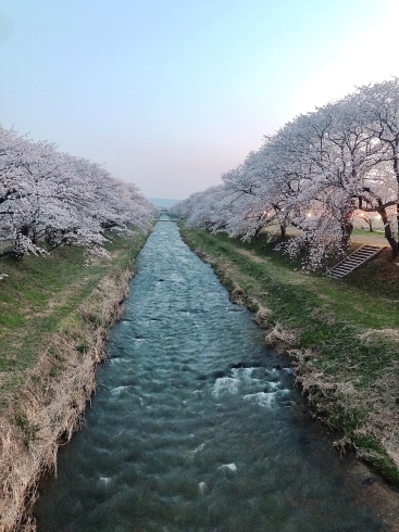 舟川の夜桜「7年目もよろしくお願いします❤️」