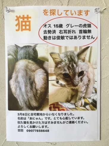 猫によろしく/どうぶつ出版 - アート/エンタメ