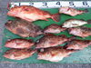 「4月1日（土）」