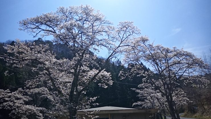 キャンプ場への登り道「大佐山の桜情報」