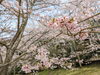 「【西条市 河之内】本谷公園の桜(2023年4月1日)」