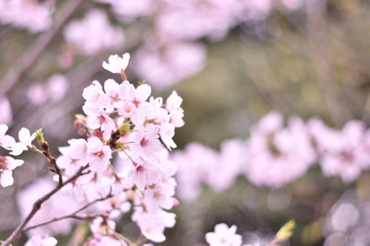 「４月の予定とお客様のご感想」