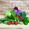 山菜の入荷