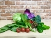 本日の入荷野菜、山菜が届きました。「山菜の入荷」