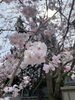 あなたにも春が来ますように！「今はそっちよね？　理想の結婚相手」