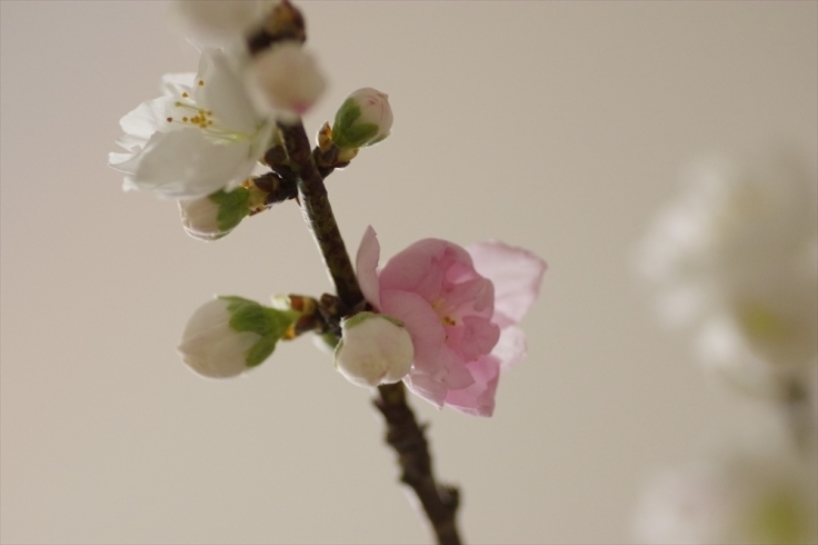 ピンクと白の桃の花「源平桃の枝をいただきました。」