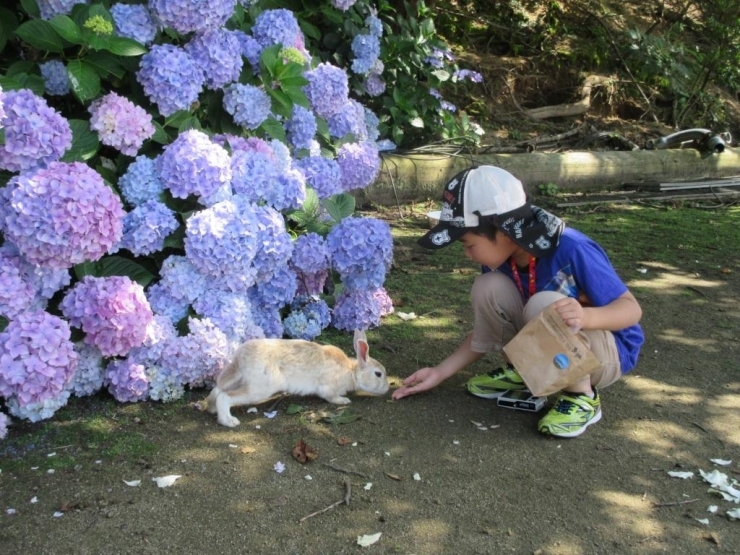 紫陽花の中からひょっこり登場。