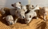 「うじゃうじゃマルプー（トイプードル✖︎マルチーズ）」