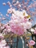 「お祝い♪花見と焼き肉パーティ(^○^)」