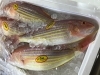 「魚魚市場鮮魚コーナーおすすめは「チコダイ」です♪」