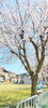 「4/3 桜開花情報【能生 大沢公園】」