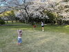 出雲大社「桜♪」