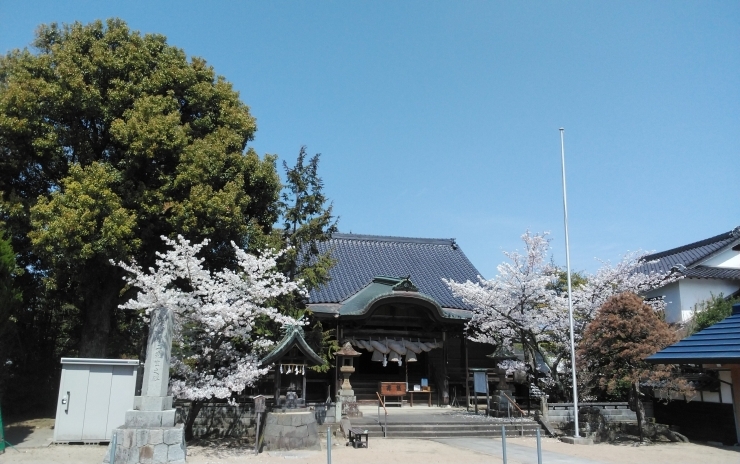 こんぴら神社の桜「４月のご予約空き.・*※☆」