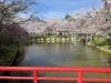 津偕楽公園の桜「社長ブログ　3年ぶり！」