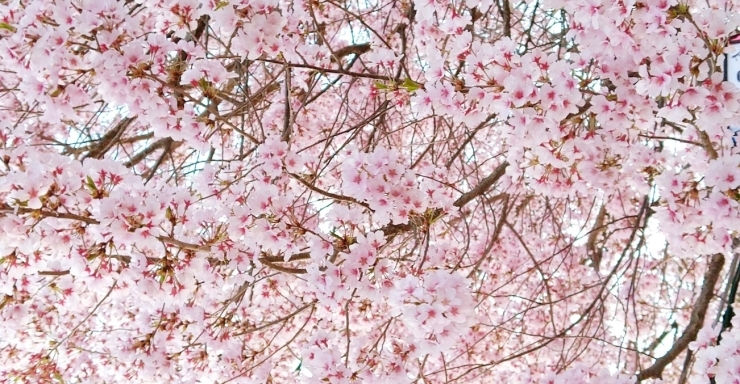 「伊那公園の桜見てきました！今が見頃!!【木曽・上伊那の情報発信　ポータルサイト】」