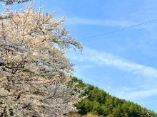 安曇野市の穴場な桜名所の開花情報！