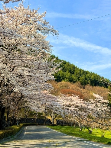 室山アグリパーク桜「安曇野市の穴場な桜名所の開花情報！」