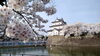 「桜」