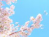 桜も散って5/6には立夏です「【センター北のうんち薬局 漢方ハタ薬局】〜 春の不調〜 下痢 ・便秘・腰痛・膝痛・ 神経痛・自律神経・睡眠・後鼻漏 漢方相談 横浜都筑」