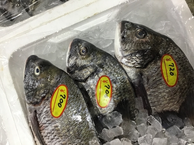 「魚魚市場鮮魚コーナーおすすめは「クロダイ」です♪」