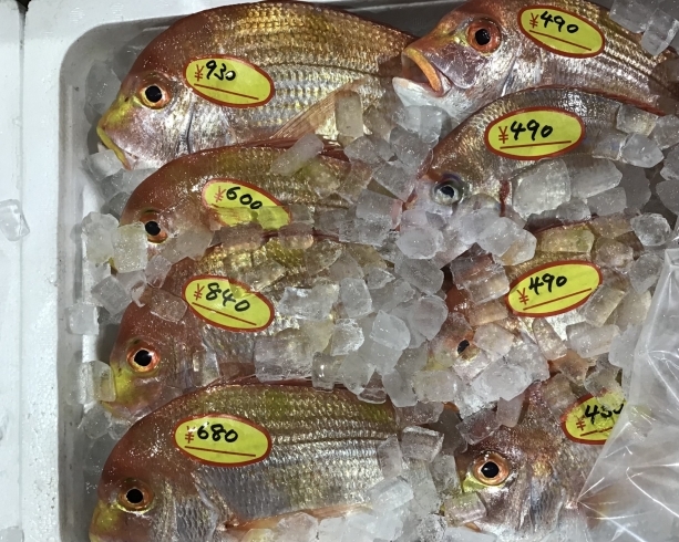 「魚魚市場鮮魚コーナーおすすめは「レンコ鯛」です♪」